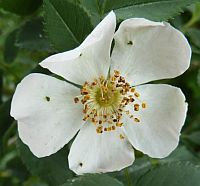 Wildrose