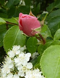 Knospe einer Rose