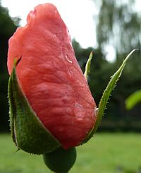 Rosenknospe