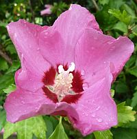 Hibiskus
