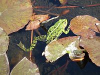 Frosch im Teich