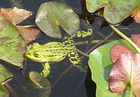 Frosch im Teich