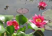 Teichrosen