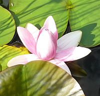 Seerose Pink